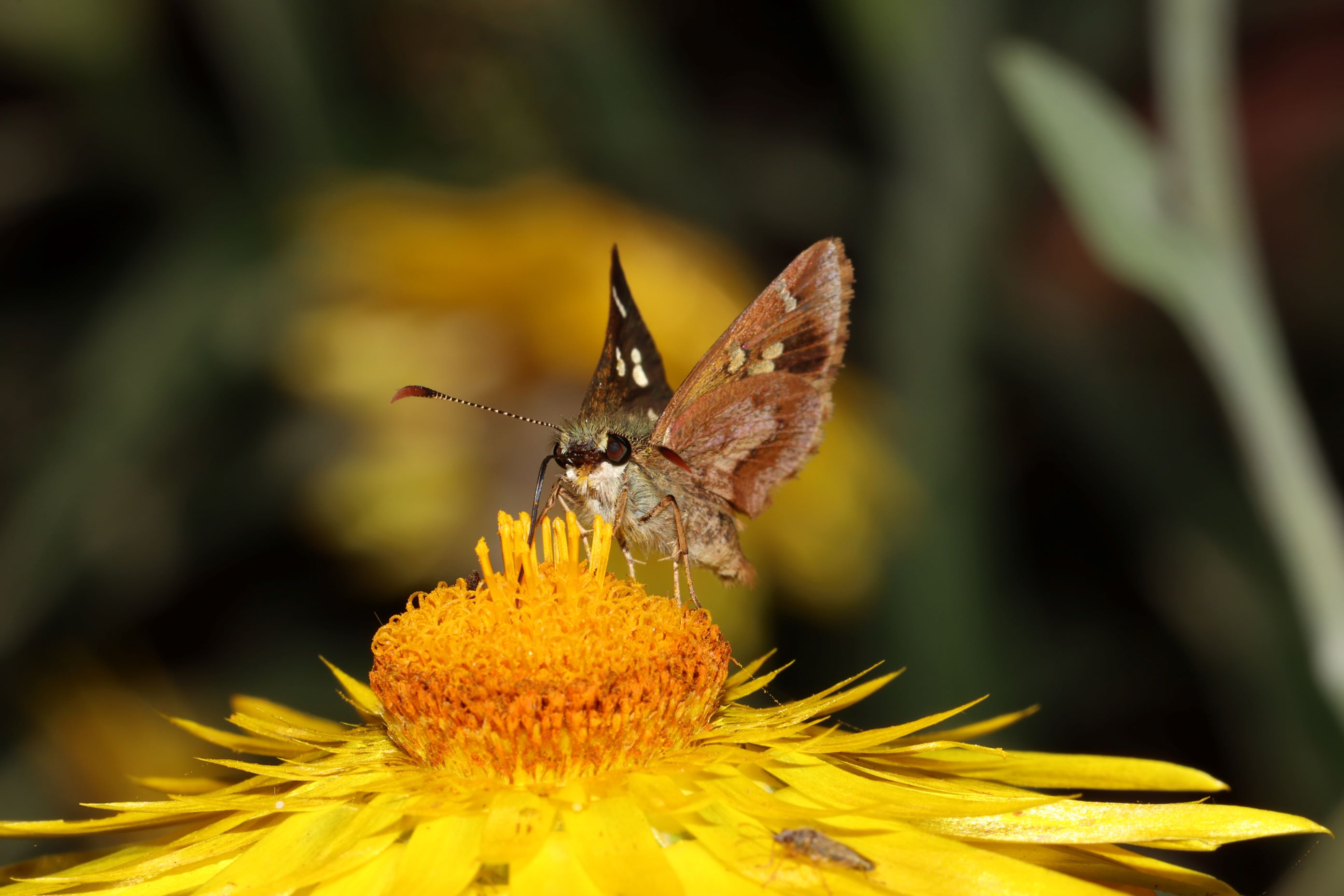 A small brown and white butterfly visiting a yellow flower