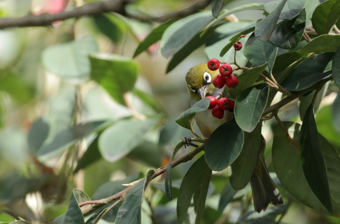 A small bird with a greenish head and white eye, in amongst green leaves and red berries