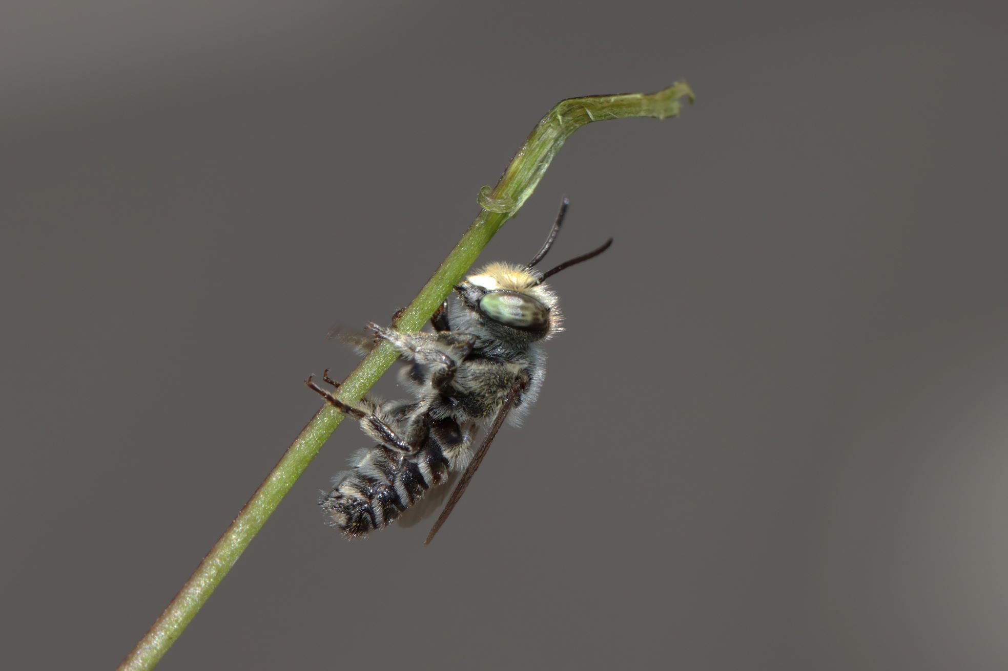 A native bee with green eyes and black-and-white stripes, clinging to a stalk of grass
