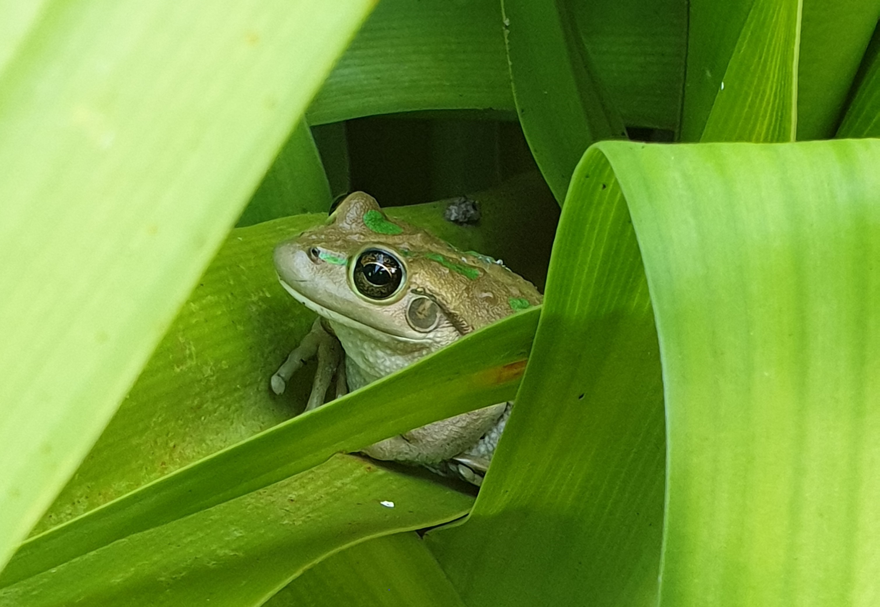 A gold and green frog sitting amongst some strappy green foliage